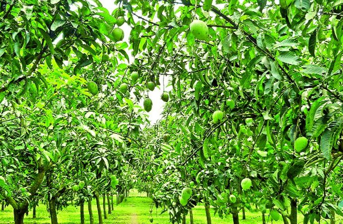 হাঁড়িভাঙা আমের বাগান সবার নজর কাড়ছে