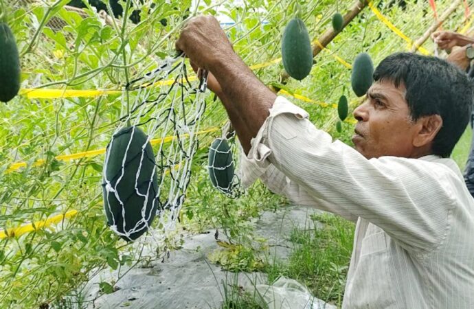 নওগাঁয় মার্সেলো তরমুজ চাষে সফল কৃষকেরা