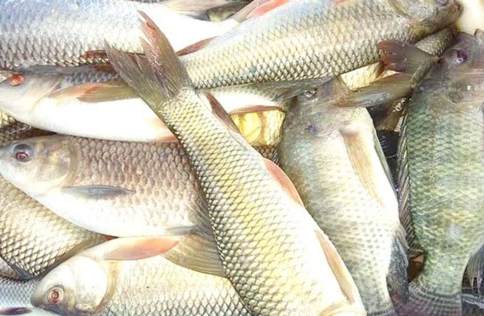 গত অর্থবছরে বাংলাদেশের মাছ রপ্তানি ৬ হাজার ১৪৫ কোটি টাকা