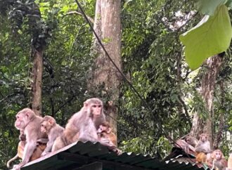 খাবার সংকটে মৌলভীবাজারে বানরের উৎপাত বেড়ে যাচ্ছে