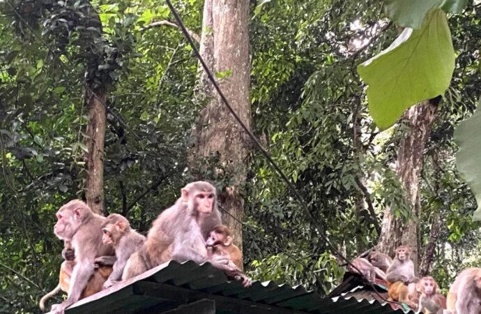 খাবার সংকটে মৌলভীবাজারে বানরের উৎপাত বেড়ে যাচ্ছে