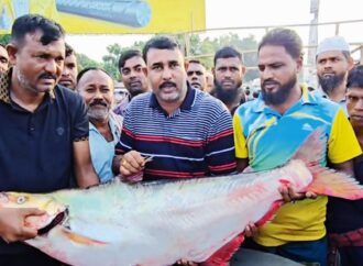 পদ্মার বিলুপ্ত ধারণার মাছ বিক্রি হলো লক্ষাধিক টাকায়