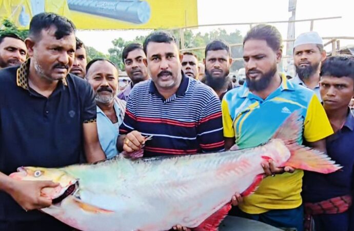 পদ্মার বিলুপ্ত ধারণার মাছ বিক্রি হলো লক্ষাধিক টাকায়