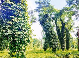 শ্রীমঙ্গলে সম্ভাবনাময় গুলমরিচের চাষ