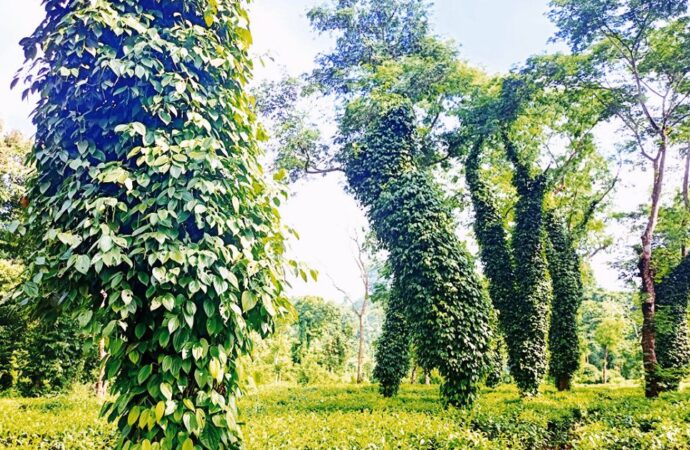 শ্রীমঙ্গলে সম্ভাবনাময় গুলমরিচের চাষ