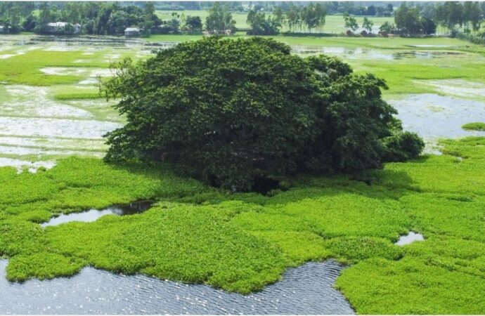 আধ্যাত্মিকতার আড়ালে গোপালপুরের জুগীর ঘোপায় গোপন মাদক ব্যবসা
