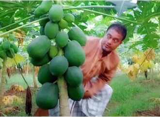 ত্রিশালে রেড লেডি পেঁপের বাম্পার ফলন