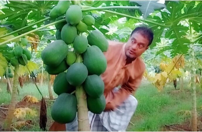 ত্রিশালে রেড লেডি পেঁপের বাম্পার ফলন