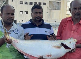 পদ্মার বিলুপ্ত প্রজাতির ঢাই মাছ অর্ধলক্ষ টাকায় বিক্রি
