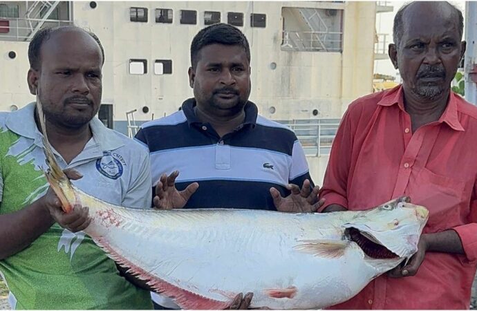 পদ্মার বিলুপ্ত প্রজাতির ঢাই মাছ অর্ধলক্ষ টাকায় বিক্রি