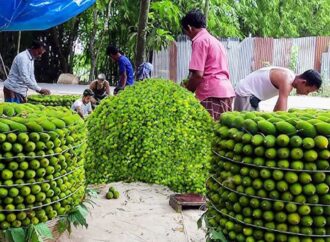 আন্তর্জাতিক বাজারে সফল নরসিংদীর কীটনাশকমুক্ত কাকরোল