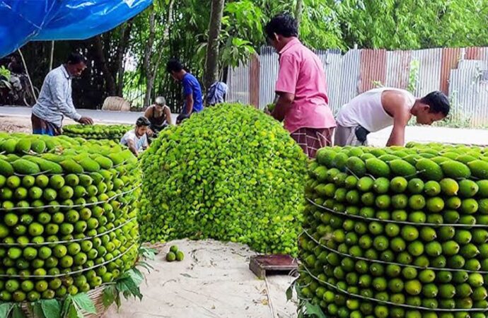 আন্তর্জাতিক বাজারে সফল নরসিংদীর কীটনাশকমুক্ত কাকরোল