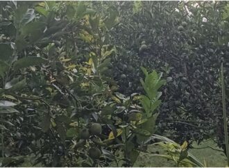 পঞ্চगড়ের বোদা উপজেলায় দেশি মালটা চাষে সফলতা সাদেকুলের