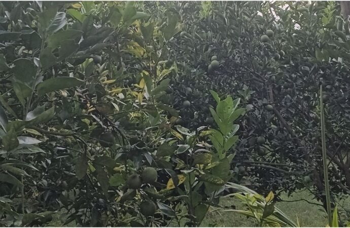 পঞ্চगড়ের বোদা উপজেলায় দেশি মালটা চাষে সফলতা সাদেকুলের