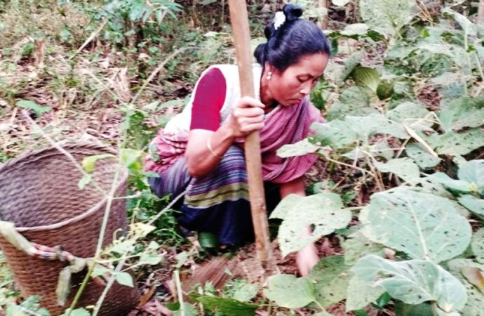 মধুপুর গড় থেকে হারিয়ে যাচ্ছে বিভিন্ন প্রাকৃতিক বন আলু