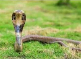 মেহেরপুরে সাপে কেটে শিশুর মৃত্যু