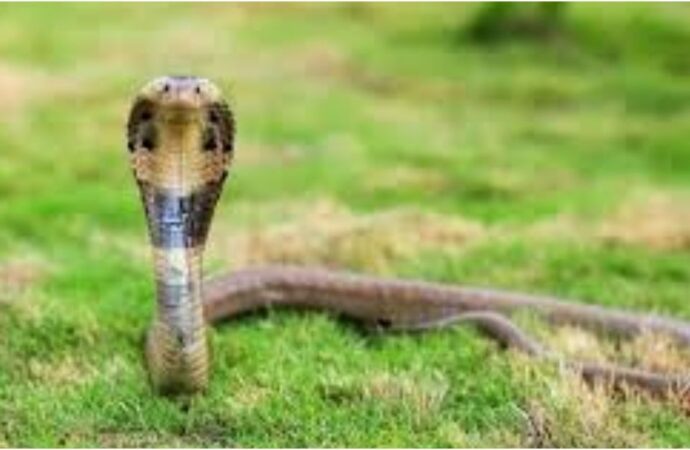 মেহেরপুরে সাপে কেটে শিশুর মৃত্যু