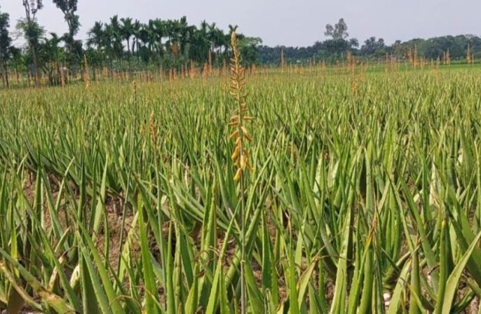 নাটোরের ১৫টি গ্রামে দেড়শে বেশি ভেষজ প্রজাতির সমৃদ্ধ ঔষধি গ্রাম