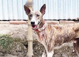 সরাইলের গ্রী-হাউন্ড কুকুরের বাণিজ্যিক উৎপাদন ও বাজারজাতের উদ্যোগ শুরু