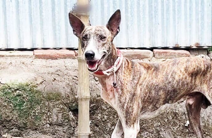 সরাইলের গ্রী-হাউন্ড কুকুরের বাণিজ্যিক উৎপাদন ও বাজারজাতের উদ্যোগ শুরু
