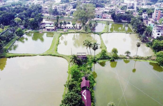 নওগাঁর সরকারি মৎস্য খামারে রেনুর চাহিদা বাড়ছে, তবে উৎপাদন ব্যাহত