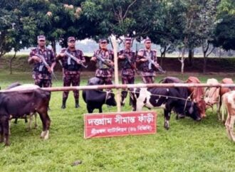 কুলাউড়া সীমান্ত থেকে ১৩ ভারতীয় গরু আটক বিজিবির