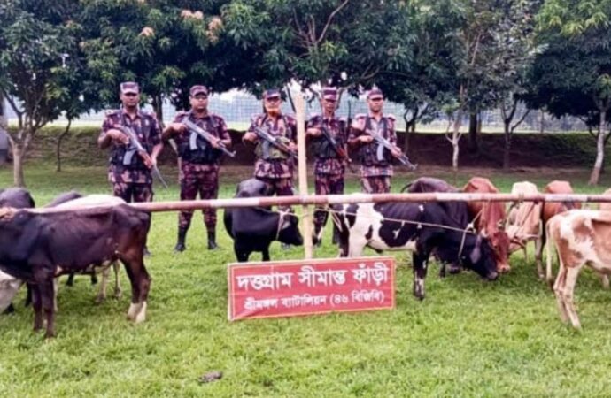 কুলাউড়া সীমান্ত থেকে ১৩ ভারতীয় গরু আটক বিজিবির