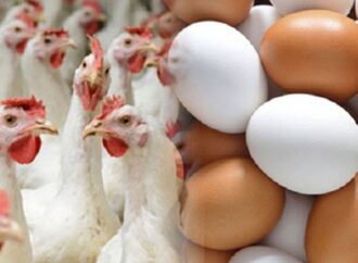সারাদেশে ডিম ও মুরগি উৎপাদন বন্ধের ঘোষণা