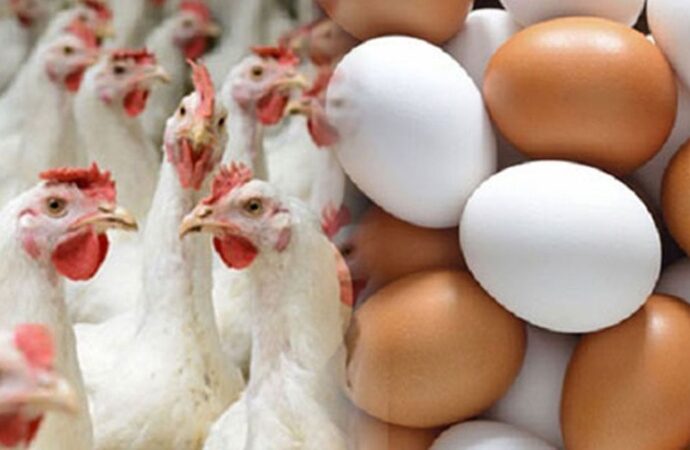 সারাদেশে ডিম ও মুরগি উৎপাদন বন্ধের ঘোষণা