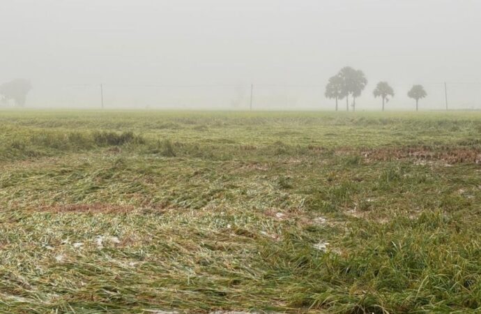 জয়পুরহাটে অসময়েআর বৃষ্টিতে ফসলের ক্ষতির আশঙ্কা কৃষকদের