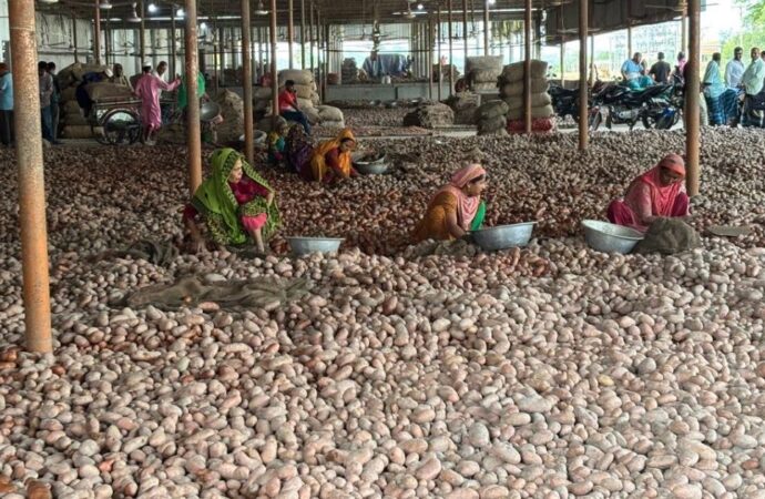 জয়পুরহাটের হিমাগারে ৩৪ লাখ বস্তা আলু, কৃষক ও ব্যবসায়ীদের কোটি কোটি টাকার ক্ষতি