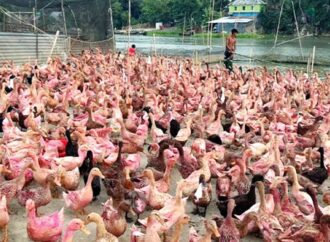 হাওরাঞ্চলে হাঁসের খামার বদলে দিচ্ছে অর্থনৈতিক চিত্র