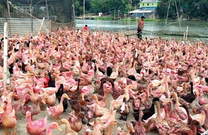 হাওরাঞ্চলে হাঁসের খামার বদলে দিচ্ছে অর্থনৈতিক চিত্র