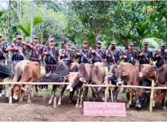 সুনামগঞ্জ বিজিবির অভিযানে ১৪ ভারতীয় গরু জব্দ