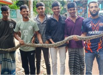 বোয়ালখালীতে জালে আটকা পড়ে ৮ ফুট লম্বা অজগর উদ্ধার