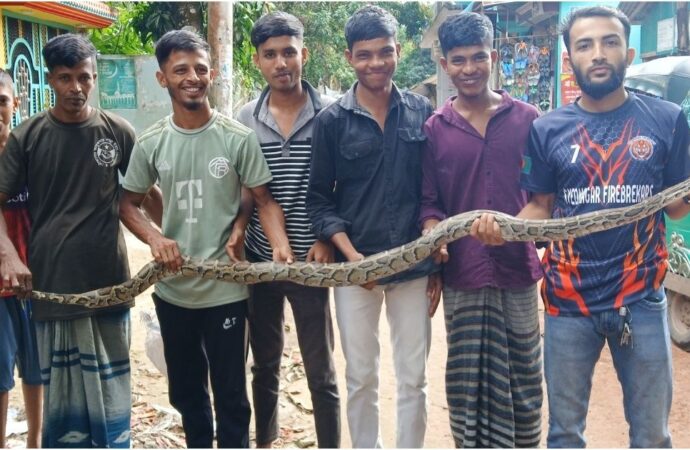 বোয়ালখালীতে জালে আটকা পড়ে ৮ ফুট লম্বা অজগর উদ্ধার