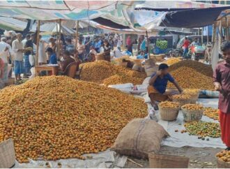 বাগেরহাটে সুপারির বাম্পার ফলন, তবে চাষির মন খারাপের কারণ দাম কমে যাওয়া