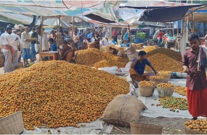 বাগেরহাটে সুপারির বাম্পার ফলন, তবে চাষির মন খারাপের কারণ দাম কমে যাওয়া