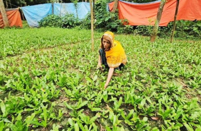 নরসিংদীর তিন উপজেলার কৃষি অর্থনীতিতে বদলে দিচ্ছে বিলাতি ধনিয়া ধনিয়া