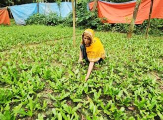 নরসিংদীর তিন উপজেলায় বিলাতি ধনিয়া চাষের পরিবর্তনে কৃষি অর্থনীতিতে নবযাত্রা