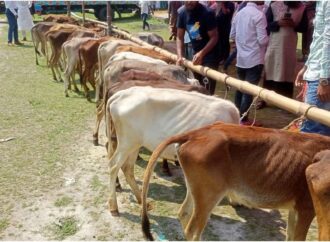 ভিন্ন পেশার মানুষ পেয়েছে বকনা বাছুর, জেলে নয়