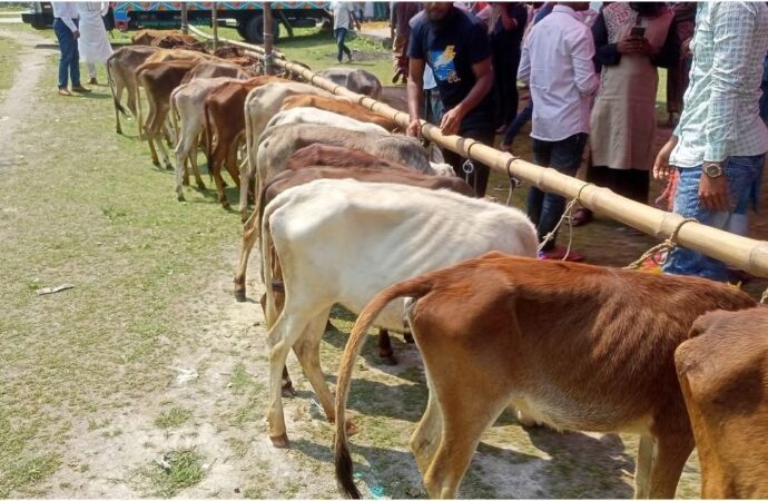 ভিন্ন পেশার মানুষ পেয়েছে বকনা বাছুর, জেলে নয়