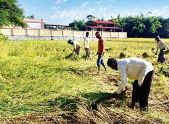 মৌলভীবাজারে ধান কাটা ও মাড়াই উৎসবে কৃষকদের Chopra বাদ