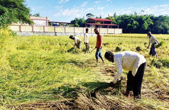 মৌলভীবাজারে ধান কাটা ও মাড়াই উৎসবে কৃষকদের Chopra বাদ