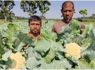 কুষ্টিয়ার দৌলতপুরে ফুলকপি চাষে কৃষকের উচ্ছ্বাস