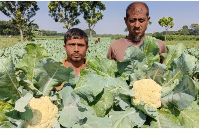 কুষ্টিয়ার দৌলতপুরে ফুলকপি চাষে কৃষকের উচ্ছ্বাস