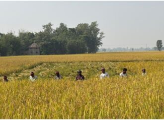 জয়পুরহাটে আমন ধানে লোকসান গুনছেন কৃষকরা