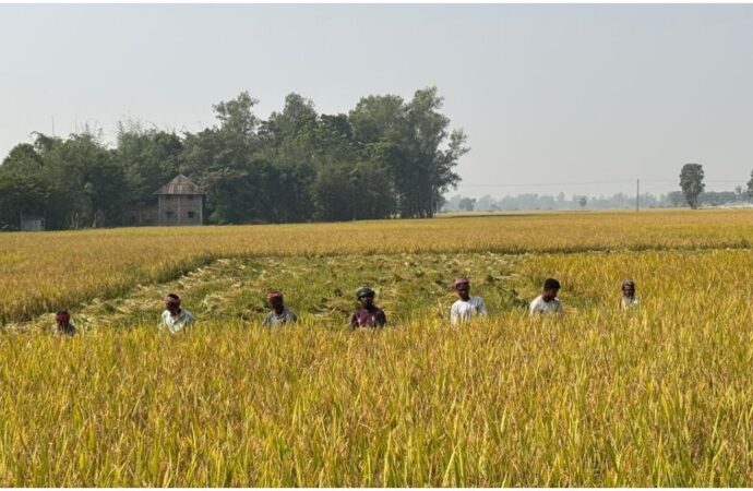 জয়পুরহাটে আমন ধানে লোকসান গুনছেন কৃষকরা