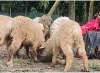 রৌমারীর চরাঞ্চলে আয়বর্ধক প্রশিক্ষণে ৩৬০ পরিবার স্বাবলম্বী হচ্ছেন