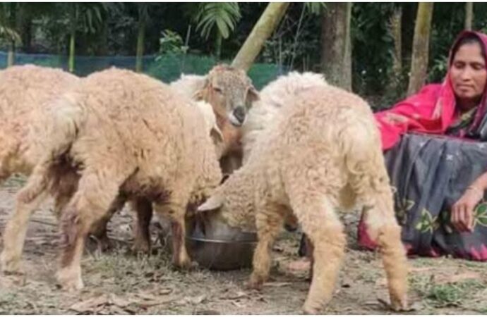 রৌমারীর চরাঞ্চলে আয়বর্ধক প্রশিক্ষণে ৩৬০ পরিবার স্বাবলম্বী হচ্ছেন